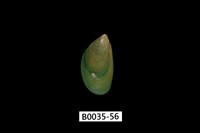 藏品(綠殼菜蛤)的圖片